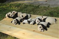 Fauna & Flora: Giant Panda Breeding, Chengdu Research Base, Chengdu, Sichuan, China