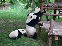 Fauna & Flora: Giant Panda Breeding, Chengdu Research Base, Chengdu, Sichuan, China