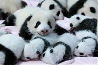 TopRq.com search results: Giant Panda Breeding, Chengdu Research Base, Chengdu, Sichuan, China