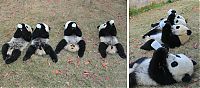 Fauna & Flora: Giant Panda Breeding, Chengdu Research Base, Chengdu, Sichuan, China