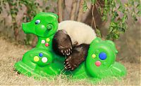 TopRq.com search results: Giant Panda Breeding, Chengdu Research Base, Chengdu, Sichuan, China