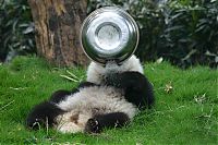 Fauna & Flora: Giant Panda Breeding, Chengdu Research Base, Chengdu, Sichuan, China