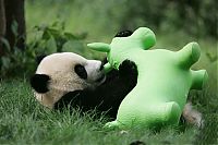 TopRq.com search results: Giant Panda Breeding, Chengdu Research Base, Chengdu, Sichuan, China