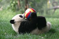 TopRq.com search results: Giant Panda Breeding, Chengdu Research Base, Chengdu, Sichuan, China