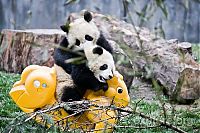 Giant Panda Breeding, Chengdu Research Base, Chengdu, Sichuan, China