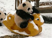 Giant Panda Breeding, Chengdu Research Base, Chengdu, Sichuan, China