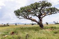 Fauna & Flora: lions on the tree