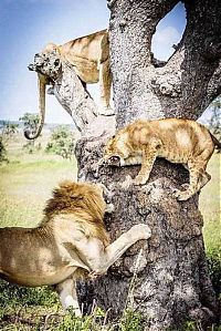 Fauna & Flora: lions on the tree