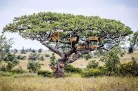 Fauna & Flora: lions on the tree