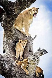 Fauna & Flora: lions on the tree