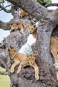 lions on the tree