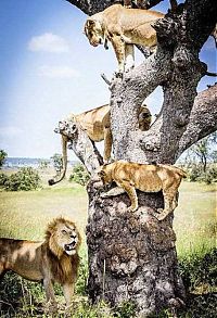 TopRq.com search results: lions on the tree