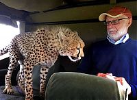 Fauna & Flora: cheetah jumps into the jeep