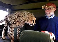 cheetah jumps into the jeep