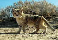 sand cat kitten