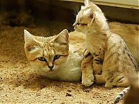 Fauna & Flora: sand cat kitten