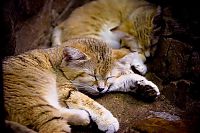 TopRq.com search results: sand cat kitten