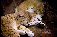 Fauna & Flora: sand cat kitten