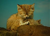 Fauna & Flora: sand cat kitten