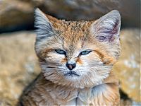 sand cat kitten