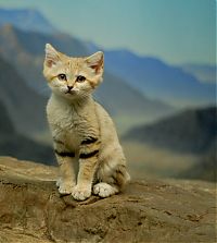 Fauna & Flora: sand cat kitten