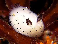 Fauna & Flora: beautiful sea slug