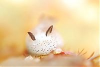 Fauna & Flora: beautiful sea slug