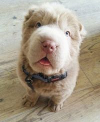 TopRq.com search results: shar pei breed dog