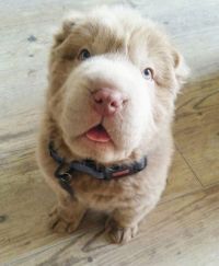 TopRq.com search results: shar pei breed dog