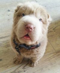 shar pei breed dog