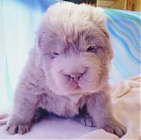 TopRq.com search results: shar pei breed dog