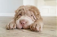 TopRq.com search results: shar pei breed dog