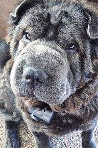 Fauna & Flora: shar pei breed dog