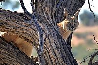Fauna & Flora: lynx hunting a cat