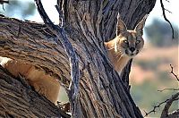 lynx hunting a cat