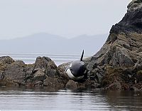 Fauna & Flora: rescuing beached orca whale