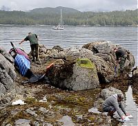 rescuing beached orca whale