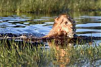 lion swimming in the pond