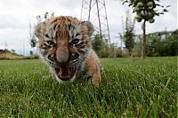 tiger cub raised by dogs