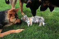 TopRq.com search results: tiger cub raised by dogs