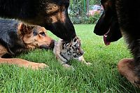 tiger cub raised by dogs