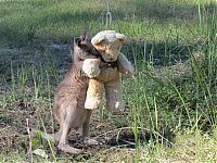 Fauna & Flora: orphaned baby kangaroo with a teddy bear