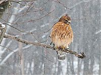 TopRq.com search results: animal photography