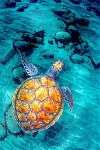 TopRq.com search results: animal photography