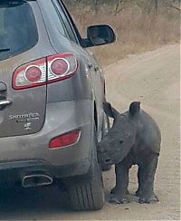 baby rhino searching for his mother