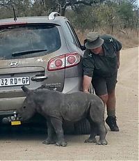 Fauna & Flora: baby rhino searching for his mother