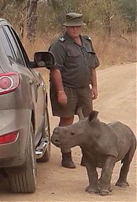 baby rhino searching for his mother