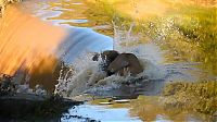 Fauna & Flora: lion falls down to a waterfall