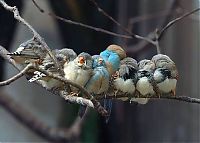 birds cuddling