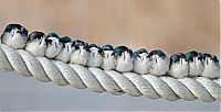 TopRq.com search results: birds cuddling